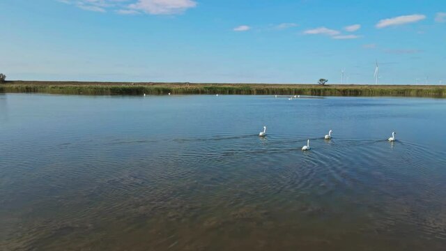 aerial cinematic footage of drone flying and filming over crowd of beautiful wild white swans in lake waters, lot of beautiful birds