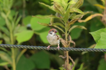 ロープにとまる小鳥