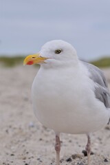 A seagull is sitting at the beach as a close up