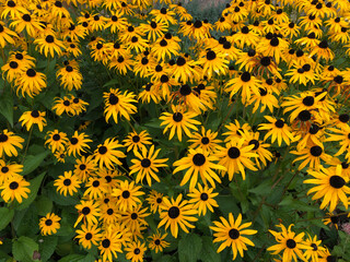 A field of Lazy Susans