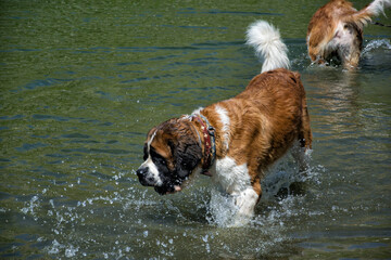 Two purebreed saint bernard dogs playing in the water