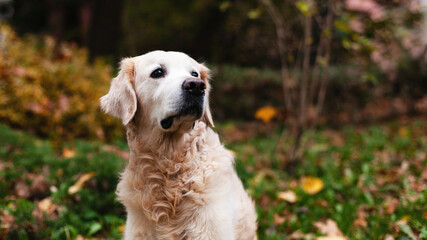Golden retriever dog in nature. Autumn in park or forest. Pets care concept.