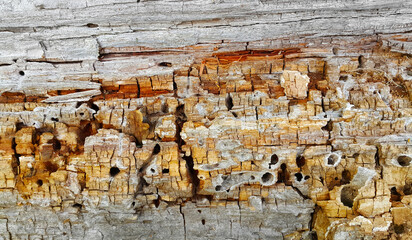 Texture of decaying crumbling wood trunk eaten by pests