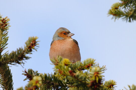 Common Chaffinch in Andorra