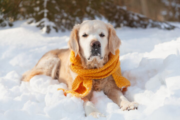 Adorable golden retriever dog wearing yellow scarf sitting on snow. Sunny weather, winter in park....