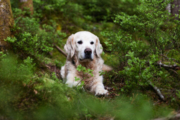 Golden retriever dog in nature. Dog lying on green plants. Spring in park or forest. Pets care concept.