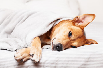 Bored young ginger mixed breed dog on light gray plaid in contemporary bedroom. Pet warms on blanket in cold winter weather. Pets friendly and care concept.