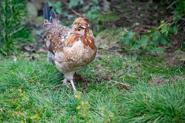 From the chicken farm, free-range chickens,Nordland county,Northern Norway,scandinavia,Europe