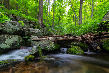 Long exposure of a small stream in a lush forest