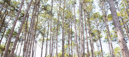 Scenic view of pine forest with sunlight in the morning. Environment background. Natural park.