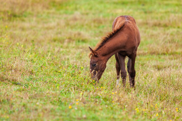 Fototapeta premium View of a grazing foal in the green mountains. Tusheti, Georgia