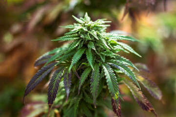 marijuana grow on a farm outdoor buds
