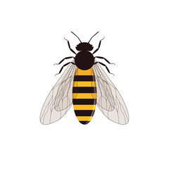 Isolated of flying bee on white