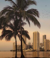 Fototapeta na wymiar sunrise morning Miami Florida city views palms buildings sea water vacation travel sky birds 