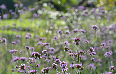 Obraz premium Beautiful close-up of verbena