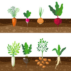 Set of different rooted vegetables growing underground. Cartoon vector illustration. Patch of tubers, plants as carrot, onion, potato, radish, beet, beetroot in soil. Garden, food, nutrition concept