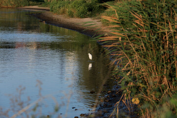 Beautiful river with bird in summer morning