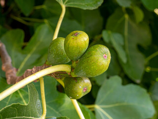 Green figs developing in a fig tree