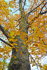 Oak red (Quercus rubra L.) in autumn. Trunk and crown fragment against the sky