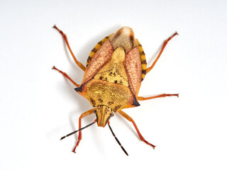 Shield Bug. Carpocoris mediterraneus ssp. atlanticus. Pentatomidae family. 
