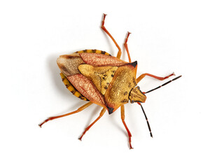 Shield Bug. Carpocoris mediterraneus ssp. atlanticus. Pentatomidae family. 