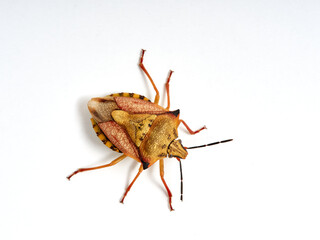 Shield Bug. Carpocoris mediterraneus ssp. atlanticus. Pentatomidae family. 