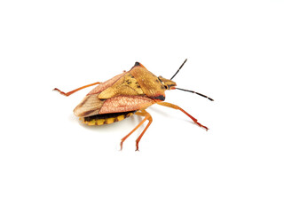 Shield Bug. Carpocoris mediterraneus ssp. atlanticus. Pentatomidae family. 