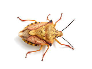 Shield Bug. Carpocoris mediterraneus ssp. atlanticus. Pentatomidae family. 