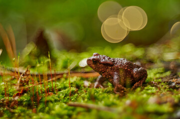 frog bokeh © Arkadiusz