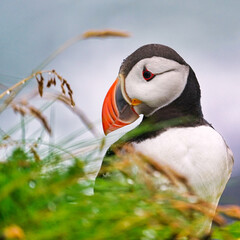 atlantic puffin or common puffin