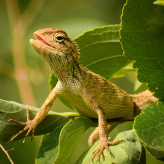 lizard on a leaf