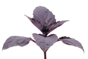 Fresh basil herb leaves isolated.