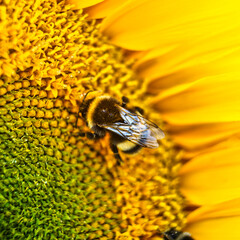 bee on a sunflower