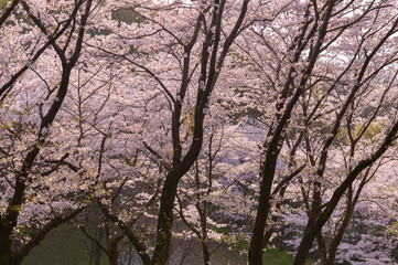 Pretty and lovely pink cherry blossoms wallpaper background,