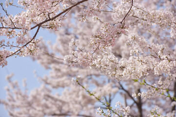 Pretty and lovely pink cherry blossoms wallpaper background,