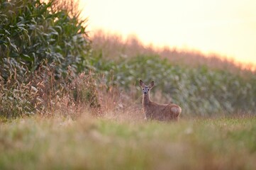 roe © Arkadiusz