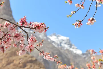Crédence de cuisine en verre imprimé Gasherbrum Blossom in Hunza valley, Karimabad, Gilgit Baltistan, Pakistan