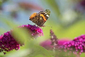 Schmetterling im Garten