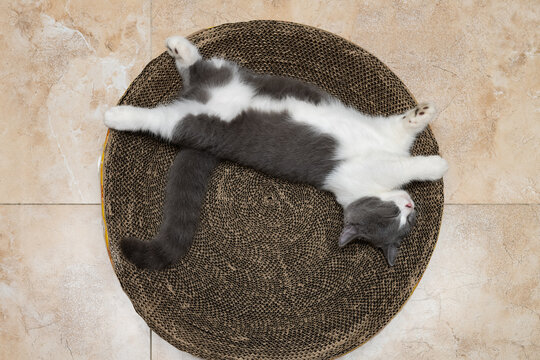 a cute British short hair cat sleeping on a corrugate cat scratcher