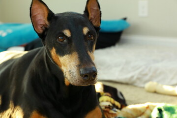 Dobermann dog portrait looking at camera stock photo