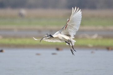 Black Headed Ibis Bird Is Flying Over The Sanctuay Wetland