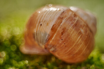 bokeh snail