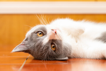 a lovely British shorthair cat lying on a wooden floor close up