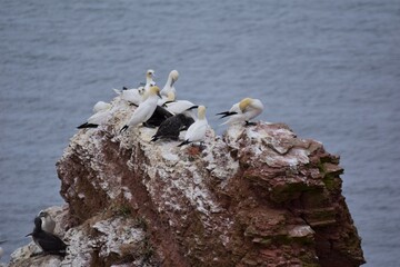 Northern gannet on a rock with the sea in the background