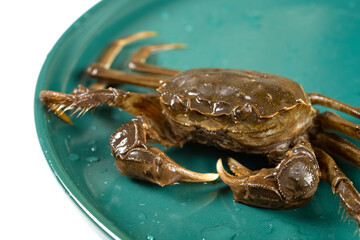 alive crab on a dish at horizontal composition