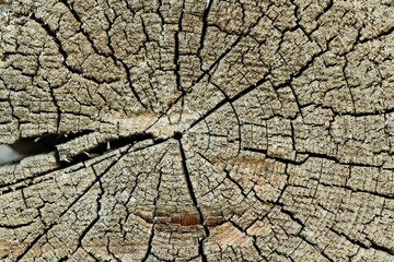 Pine log cut texture, old weathered and burnt out on the sun 