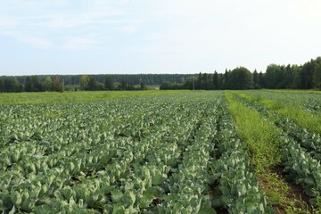 Fototapeta na wymiar Field with grown organic white cabbage 