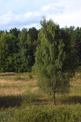 Obraz premium A single tree on an autumn lawn