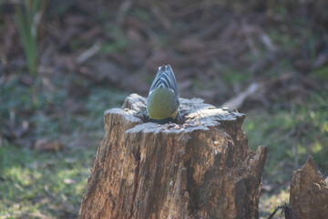 Blue tit feeding on a tree stump