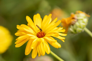 Eine Schwebfliege auf einer Ringelblume im Sonnenlicht.